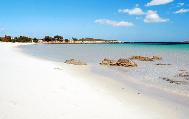 Bouganville - Photo 24