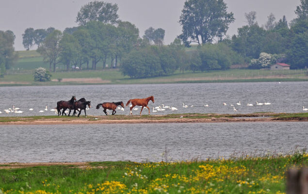 FIP-Ferienpark (Insel Poel) - Photo 24